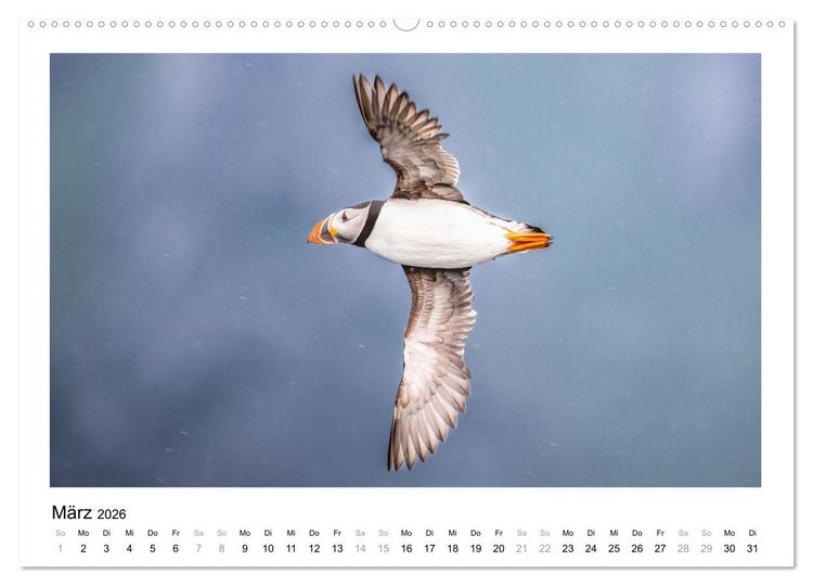 Produktbild: Fauna arctica (Wandkalender 2026 DIN A2 quer), CALVENDO Monatskalender