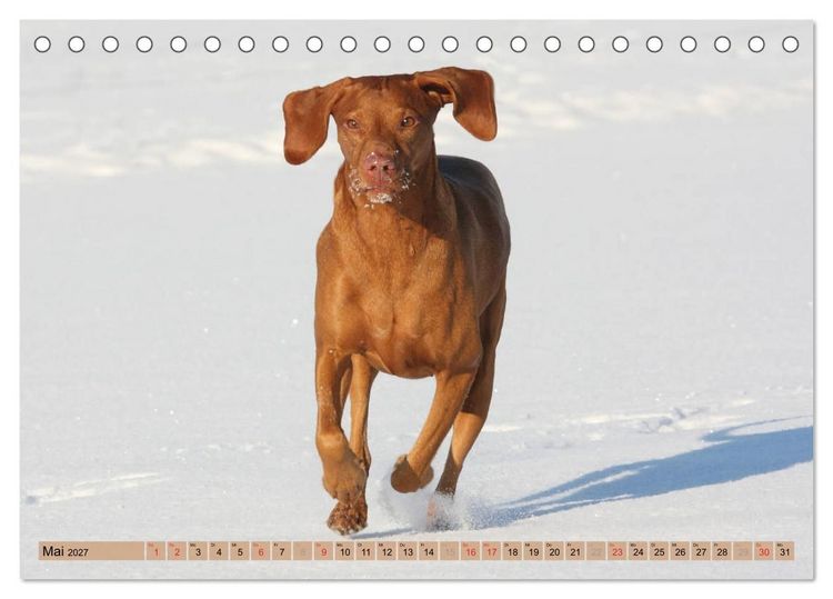 Produktbild: Magyar Vizsla - Vielseitiger Jagdhund mit Familienanschluss (Tischkalender 2027 DIN A5 quer), CALVENDO Monatskalender