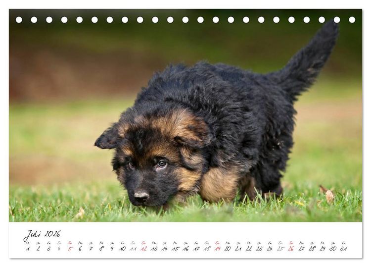Produktbild: Deutscher Sch&auml;ferhund - Welpen / CH-Version (Tischkalender 2026 DIN A5 quer), CALVENDO Monatskalender