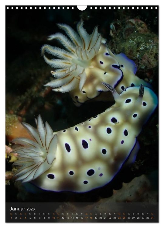 Produktbild: Nudibranches Meeresnacktschnecken aus Nord-Sulawesi (Wandkalender 2026 DIN A3 hoch), CALVENDO Monatskalender