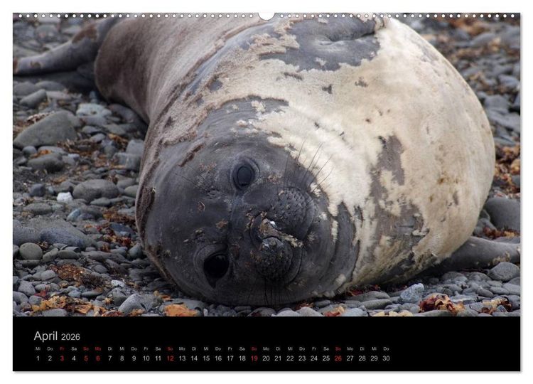 Produktbild: Antarktische Impressionen (Wandkalender 2026 DIN A2 quer), CALVENDO Monatskalender