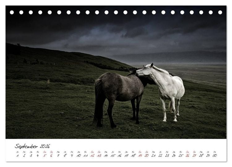 Produktbild: Islandpferde take it Isi (Tischkalender 2026 DIN A5 quer), CALVENDO Monatskalender