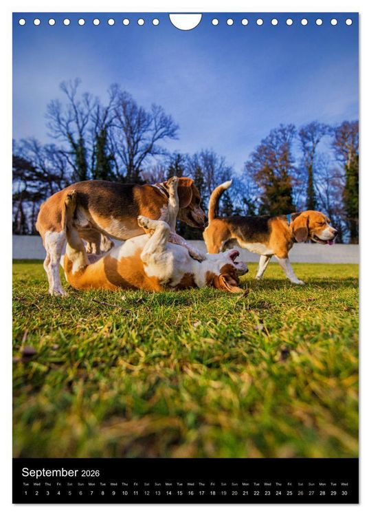 Produktbild: Beagles in action (Wall Calendar 2026 DIN A4 portrait), CALVENDO 12 Month Wall Calendar