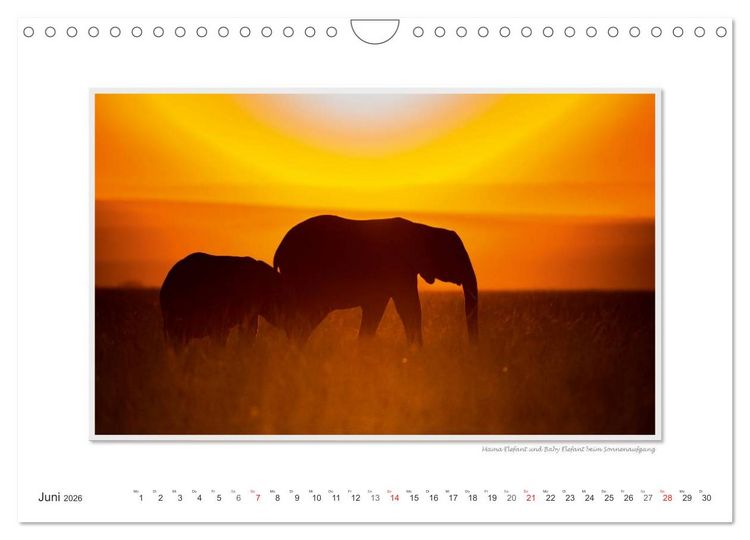 Produktbild: Emotionale Momente: Aus dem Leben der Elefanten. / CH-Version (Wandkalender 2026 DIN A4 quer), CALVENDO Monatskalender