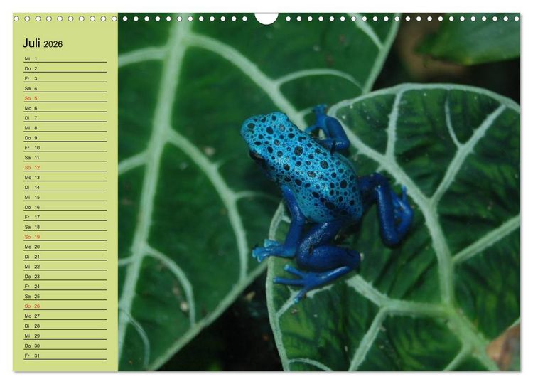 Produktbild: Frosch m&uuml;sste man sein! (Wandkalender 2026 DIN A3 quer), CALVENDO Monatskalender