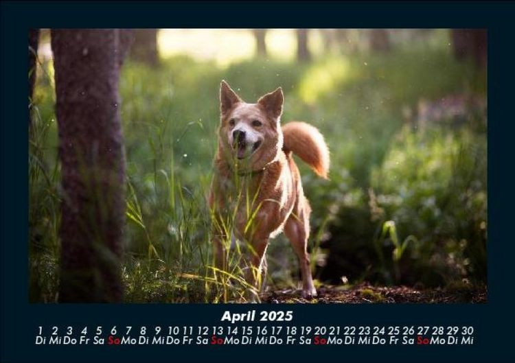 Produktbild: Waldzauber 2025 Fotokalender DIN A5