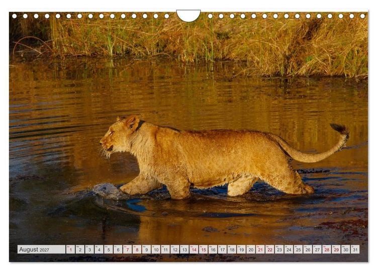Produktbild: Afrikas Tierwelt - L&ouml;wen (Wandkalender 2027 DIN A4 quer), CALVENDO Monatskalender