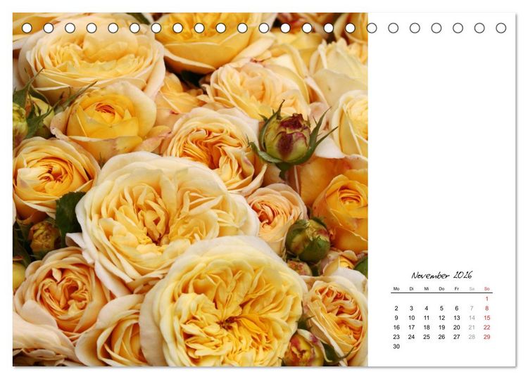 Produktbild: Die vielen Gesichter der Rosen (Tischkalender 2026 DIN A5 quer), CALVENDO Monatskalender