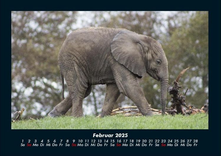 Produktbild: Der Tierkalender 2025 Fotokalender DIN A4