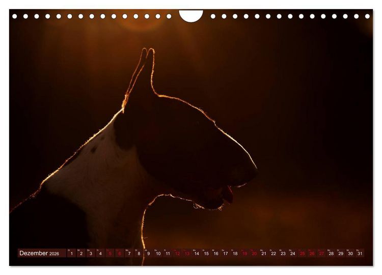 Produktbild: Bullterrier, Powerpakete auf 4 Pfoten (Wandkalender 2026 DIN A4 quer), CALVENDO Monatskalender