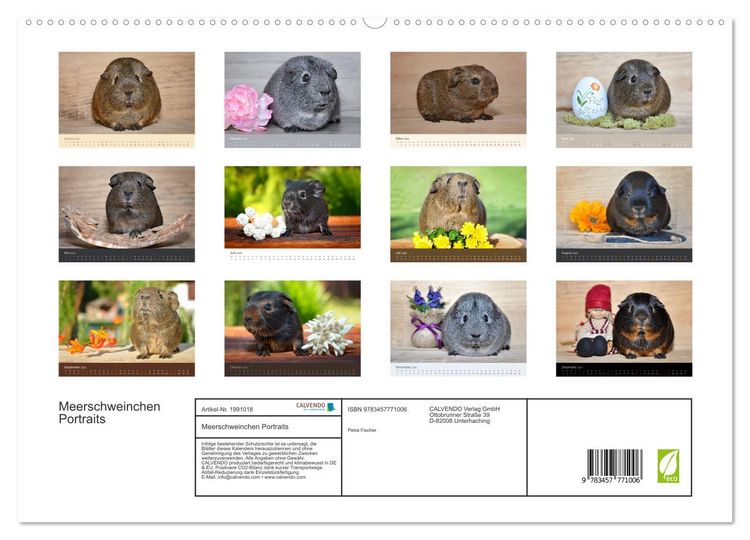 Produktbild: Meerschweinchen Portraits (hochwertiger Premium Wandkalender 2026 DIN A2 quer), Kunstdruck in Hochglanz