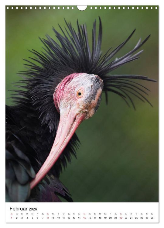 Produktbild: Der Waldrapp - Der etwas andere Vogel (Wandkalender 2026 DIN A3 hoch), CALVENDO Monatskalender