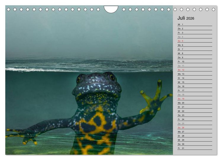 Produktbild: Salamander und Co. (Wandkalender 2026 DIN A4 quer), CALVENDO Monatskalender