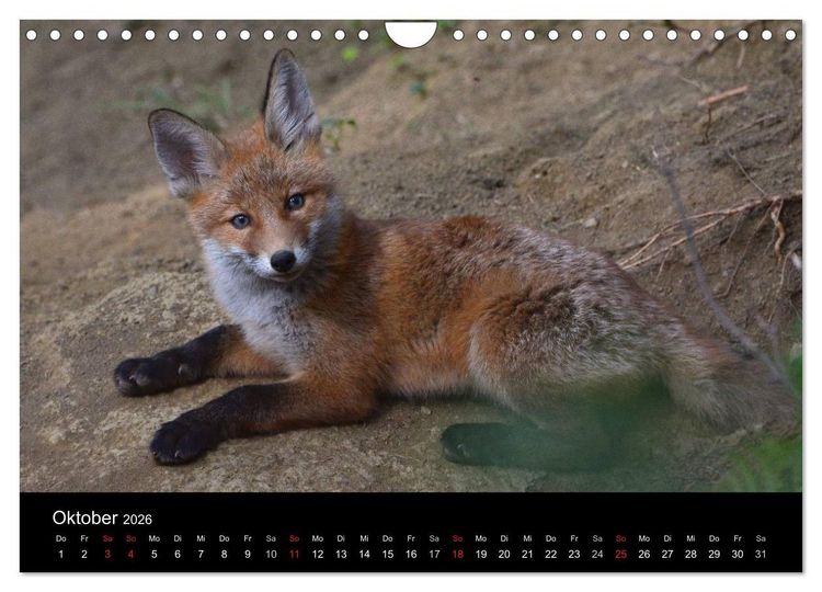 Produktbild: Ein Blick in Reinekes Kinderstube (Wandkalender 2026 DIN A4 quer), CALVENDO Monatskalender