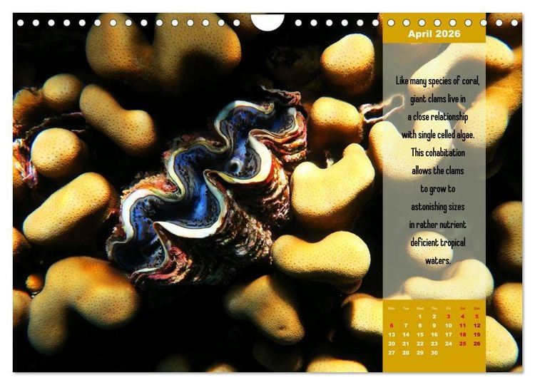Produktbild: Diving into the Red Sea (Wall Calendar 2026 DIN A4 landscape), CALVENDO 12 Month Wall Calendar