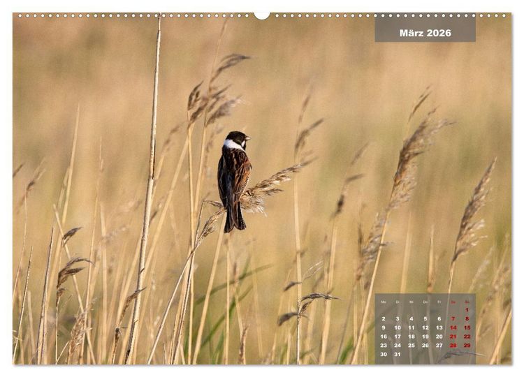 Produktbild: Naturparadies Nordstrand und Beltringharder Koog (hochwertiger Premium Wandkalender 2026 DIN A2 quer), Kunstdruck in Hochglanz