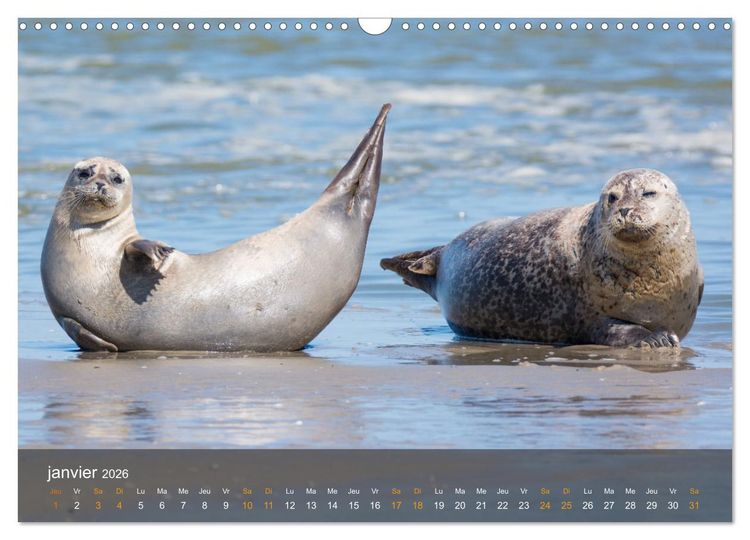 Produktbild: Cayeux-sur-mer en Baie de Somme (Calendrier mural 2026 DIN A3 vertical), CALVENDO calendrier mensuel