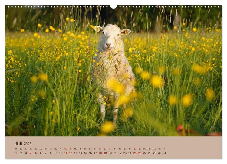 Produktbild: Bauernhoftiere - Von Klein bis Gro&szlig;, mit Fell und mit Federn. (hochwertiger Premium Wandkalender 2026 DIN A2 quer), Kunstdruck in Hochglanz