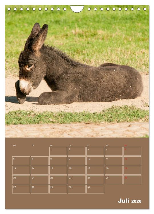 Produktbild: Entz&uuml;ckende Esel - Charmant und liebenswert (Wandkalender 2026 DIN A4 hoch), CALVENDO Monatskalender