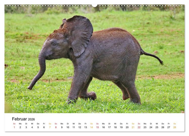 Produktbild: ADDO ELEPHANT NATIONAL PARK Elefanten Babies (hochwertiger Premium Wandkalender 2026 DIN A2 quer), Kunstdruck in Hochglanz