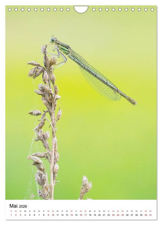 Produktbild: Insekten,Sch&ouml;nheiten der Natur (Wandkalender 2026 DIN A4 hoch), CALVENDO Monatskalender