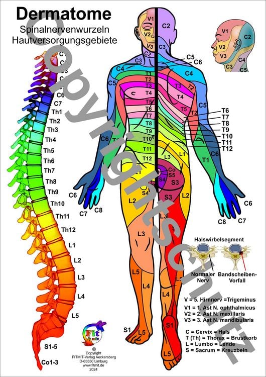 Produktbild: Dermatome - Spinalnervenwurzeln Hautversorgungsgebiete