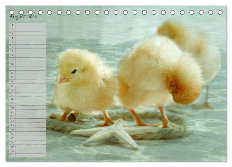 Produktbild: Tierisches aus der K&uuml;ken-Welt (Tischkalender 2026 DIN A5 quer), CALVENDO Monatskalender