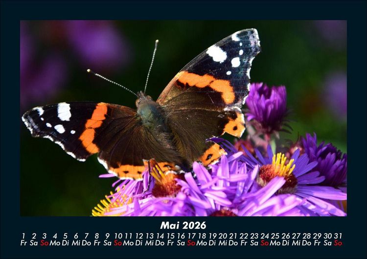 Produktbild: Bunte Pracht der Schmetterlinge 2026 Fotokalender DIN A5