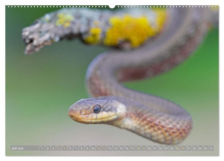 Produktbild: Schlangen: Zupackend (hochwertiger Premium Wandkalender 2026 DIN A2 quer), Kunstdruck in Hochglanz