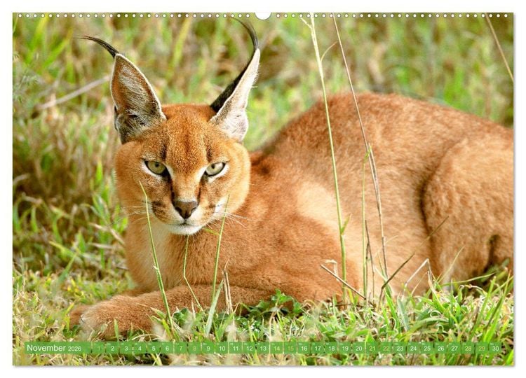 Produktbild: Raubkatzen: Geschmeidige J&auml;ger (Wandkalender 2026 DIN A2 quer), CALVENDO Monatskalender