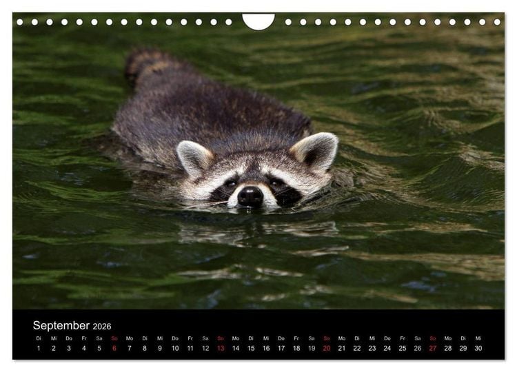 Produktbild: Waschb&auml;ren (Wandkalender 2026 DIN A4 quer), CALVENDO Monatskalender