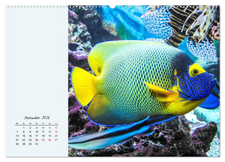 Produktbild: Salzwasseraquarium. Meeresfische im heimischen Wohnzimmer (Wandkalender 2026 DIN A2 quer), CALVENDO Monatskalender