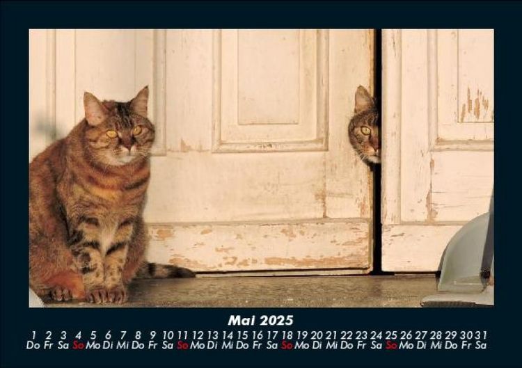 Produktbild: F&uuml;r Katzenfreunde 2025 Fotokalender DIN A5