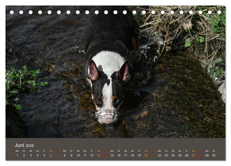 Produktbild: Bullterrier, liebenswerte Sturk&ouml;pfe (Tischkalender 2026 DIN A5 quer), CALVENDO Monatskalender