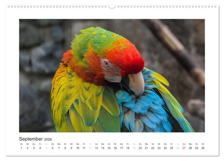 Produktbild: Kunterbunte Papageien und Sittiche (hochwertiger Premium Wandkalender 2026 DIN A2 quer), Kunstdruck in Hochglanz
