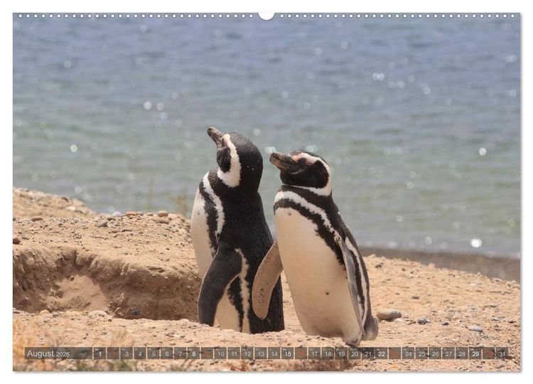 Produktbild: Pinguine in Patagonien (Wandkalender 2026 DIN A2 quer), CALVENDO Monatskalender