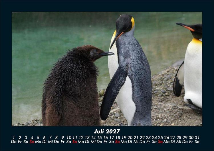 Produktbild: Tierkalender 2027 Fotokalender DIN A5