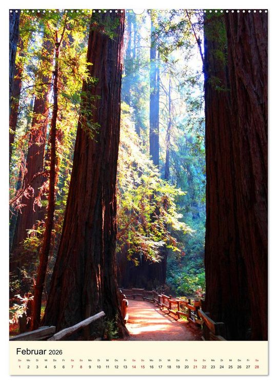 Produktbild: Redwoods - Faszination Mammutb&auml;ume (Wandkalender 2026 DIN A2 hoch), CALVENDO Monatskalender