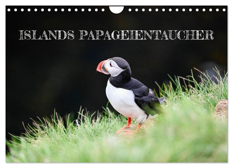 Produktbild: Islands Papageientaucher (Wandkalender 2026 DIN A4 quer), CALVENDO Monatskalender