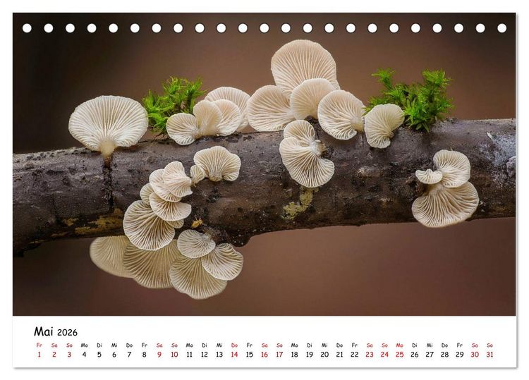 Produktbild: Pilzgalerie - Heimische Pilze von ihrer sch&ouml;nsten Seite (Tischkalender 2026 DIN A5 quer), CALVENDO Monatskalender