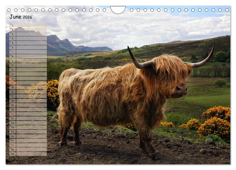 Produktbild: Highland Cattle - Native Breed of Scotland (Wall Calendar 2026 DIN A4 landscape), CALVENDO 12 Month Wall Calendar