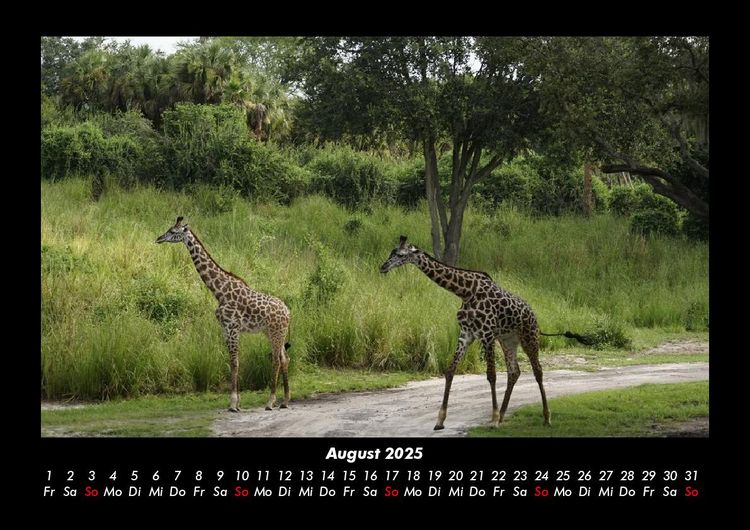 Produktbild: Giraffen 2025 Fotokalender DIN A3