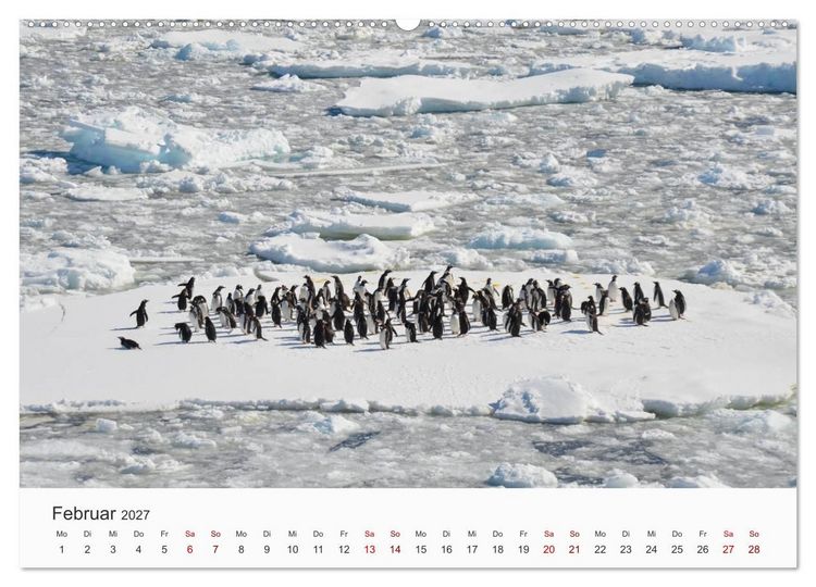 Produktbild: Pinguine - Die sympathischen Frack-Tr&auml;ger (Wandkalender 2027 DIN A2 quer), CALVENDO Monatskalender