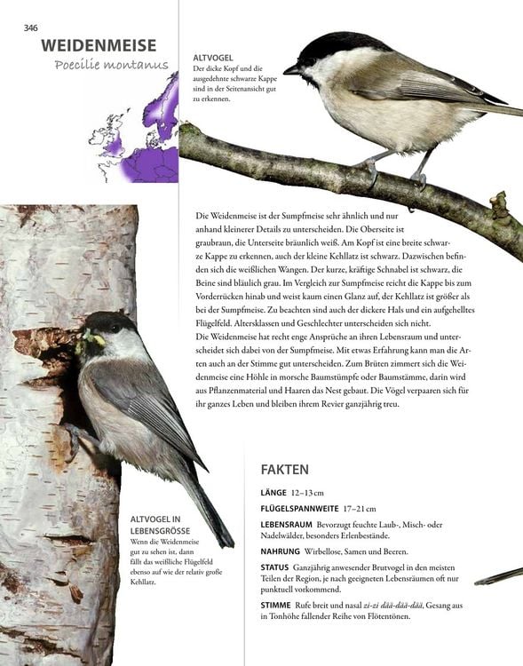 Produktbild: V&ouml;gel lebensgro&szlig;