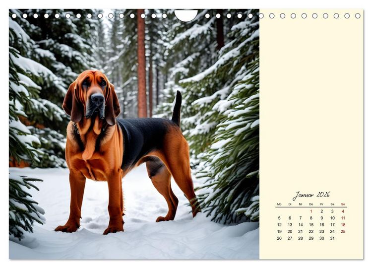 Produktbild: Bloodhound - M&auml;chtige Sp&uuml;rnase (Wandkalender 2026 DIN A4 quer), CALVENDO Monatskalender