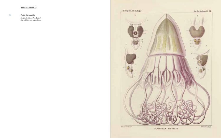 Produktbild: Art Forms from the Abyss