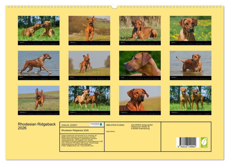 Produktbild: Rhodesian Ridgeback 2026 (hochwertiger Premium Wandkalender 2026 DIN A2 quer), Kunstdruck in Hochglanz