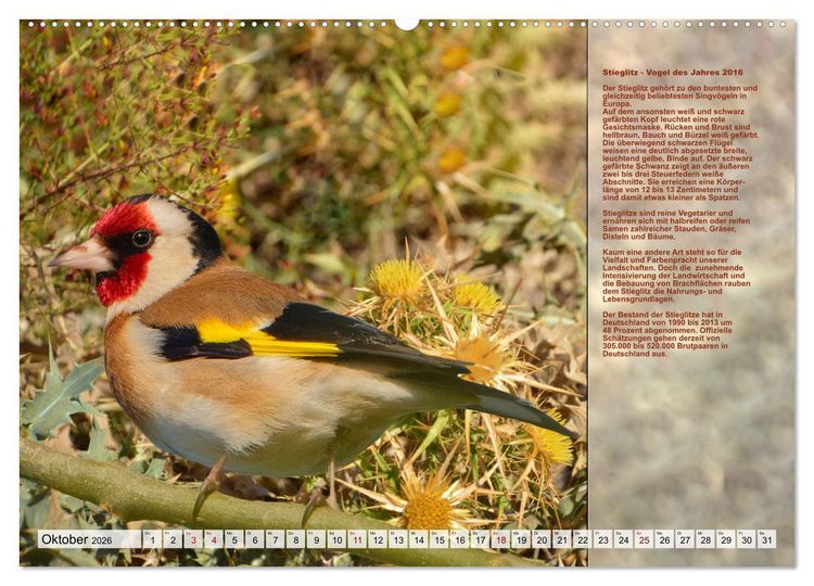 Produktbild: Heimische V&ouml;gel des Jahres (Wandkalender 2026 DIN A2 quer), CALVENDO Monatskalender