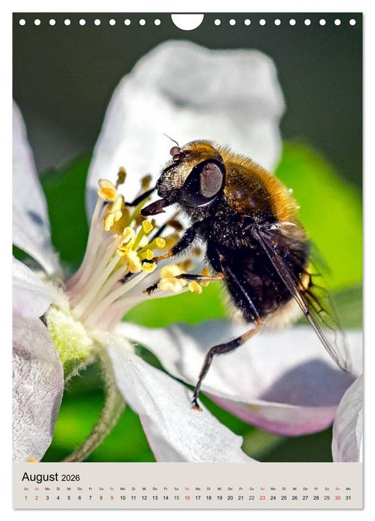 Produktbild: INSEKTENWELT - Heimische N&uuml;tzlinge ganz nah (Wandkalender 2026 DIN A4 hoch), CALVENDO Monatskalender