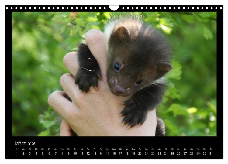 Produktbild: Marderkinder (Wandkalender 2026 DIN A3 quer), CALVENDO Monatskalender